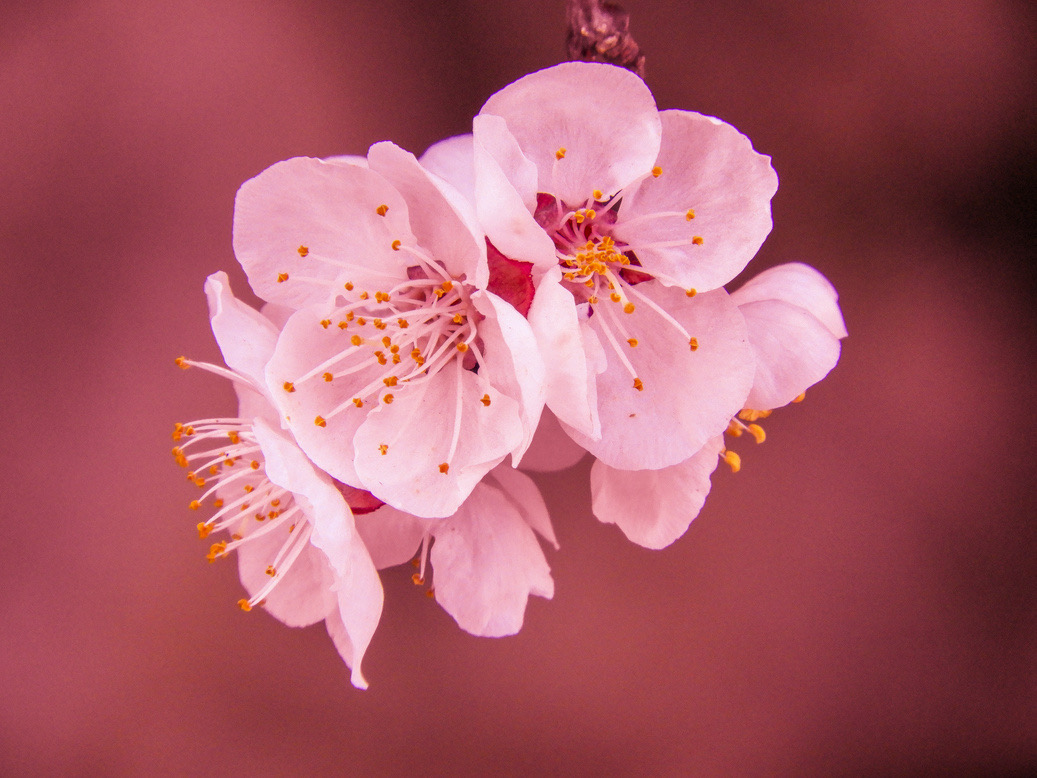 Bunga Sakura