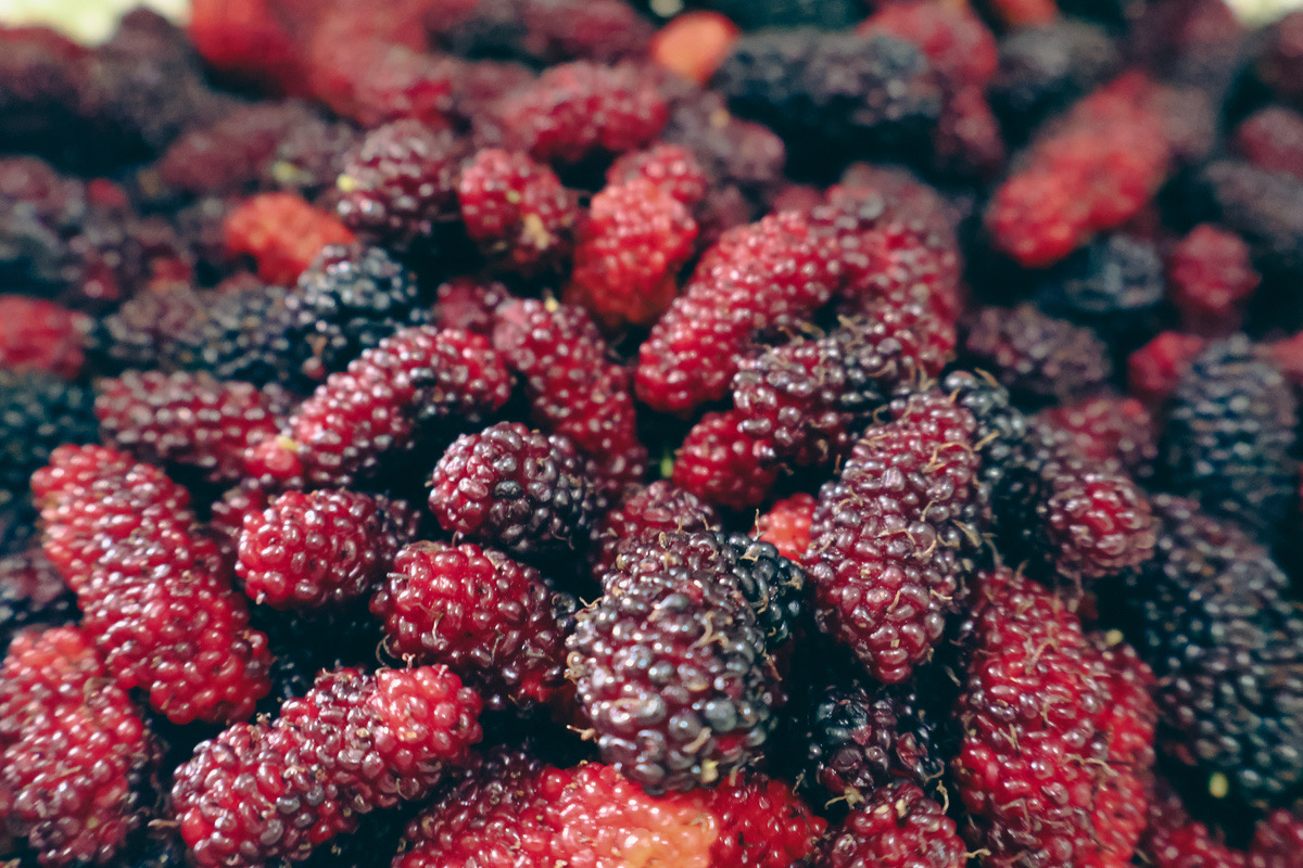 Mulberry