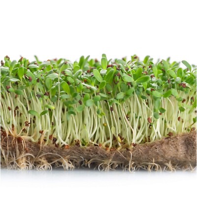 Alfalfa